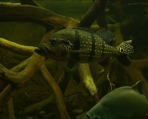 Das Gro�e Aquarium