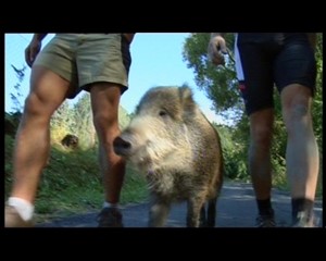 Die joggende Wildsau