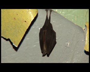 Jena.TV: Flederm�use erkundet
