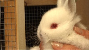 Osterhase oder doch Kaninchen?