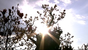Spurensuche Tod - Bestattungsinstitut Meisezahl (ganzer Film ca 16 Min)