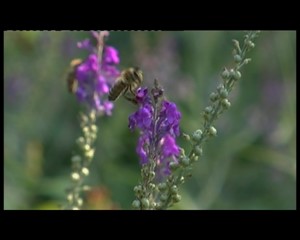 Zu Gast im Bienenmuseum