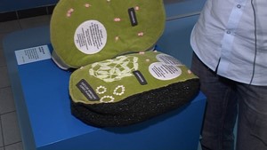 Jena.TV: Die Ausstellung �MenschMikrobe� ist bis September zu sehen