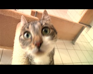 Internationaler Tag der Katzen