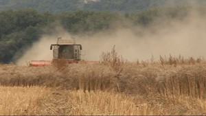 Jena.TV: Sommerzeit bedeutet Erntezeit