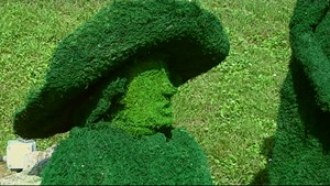 In Tausend Formen magst Du Dich verstecken  -  Goethe und die Pflanzenwelt