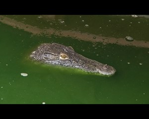 Neue Crocworld in Nord-Erfurt