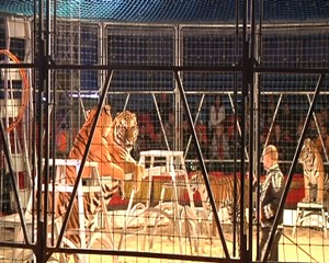 Kinder der Park-Grundschule besuchten Zirkus Probst