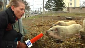 Schwein gehabt