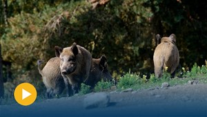 Freiwillige zur Bek�mpfung der Afrikanischen Schweinepest gesucht