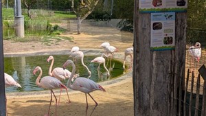 Der Einzug der Hammerk�pfe: Neue Einblicke in eine faszinierende Tierwelt