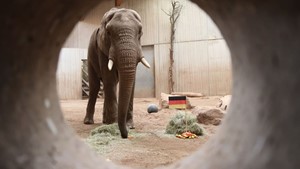 R�ssel-Prognose: Elefantenbulle Kibo ist WM-Orakel